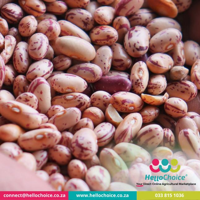 wholesale dry beans bulk